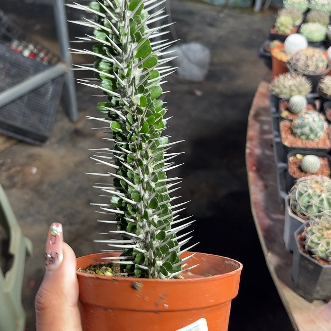 屈***钱110949一物一拍单头