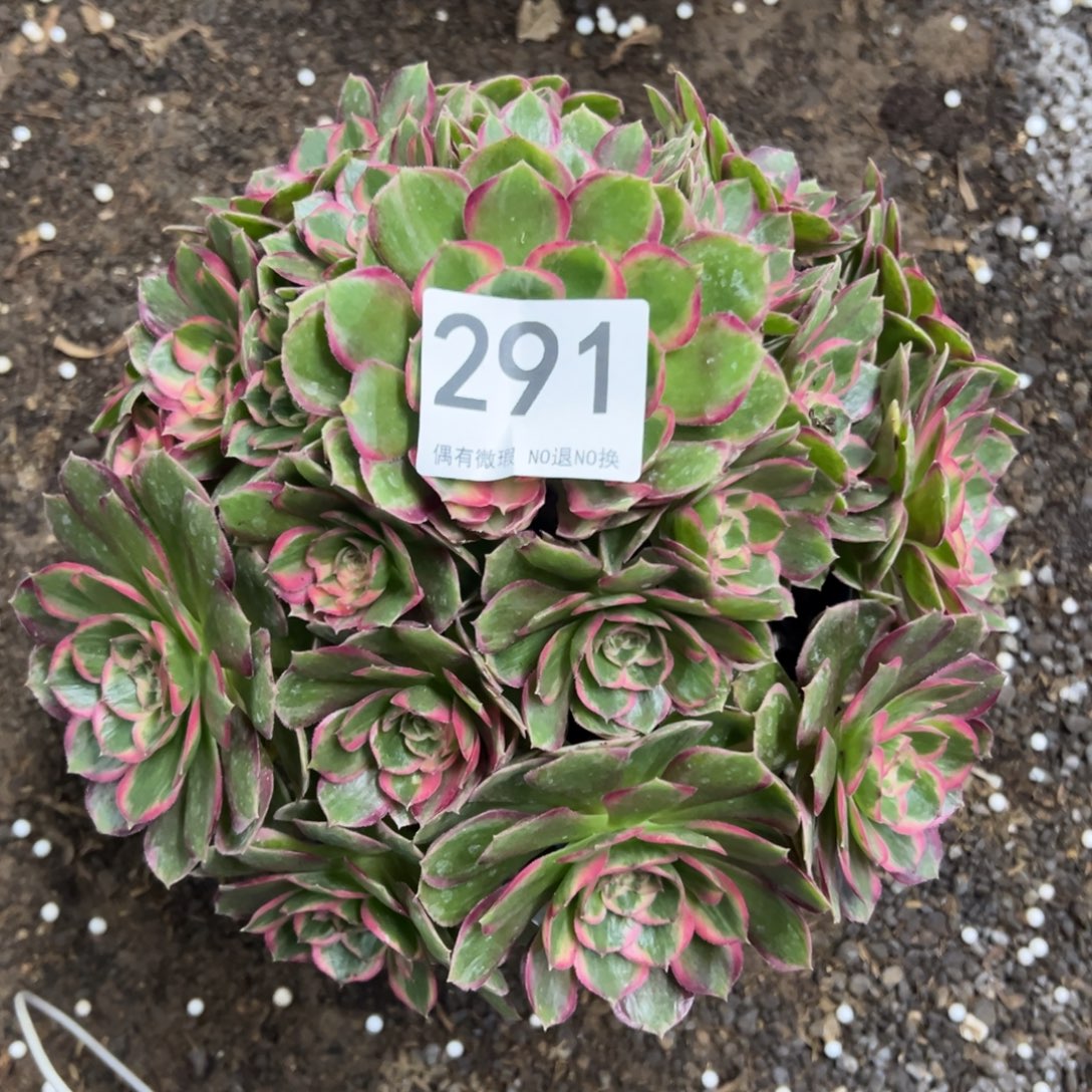 小***春我是真的很喜欢这个