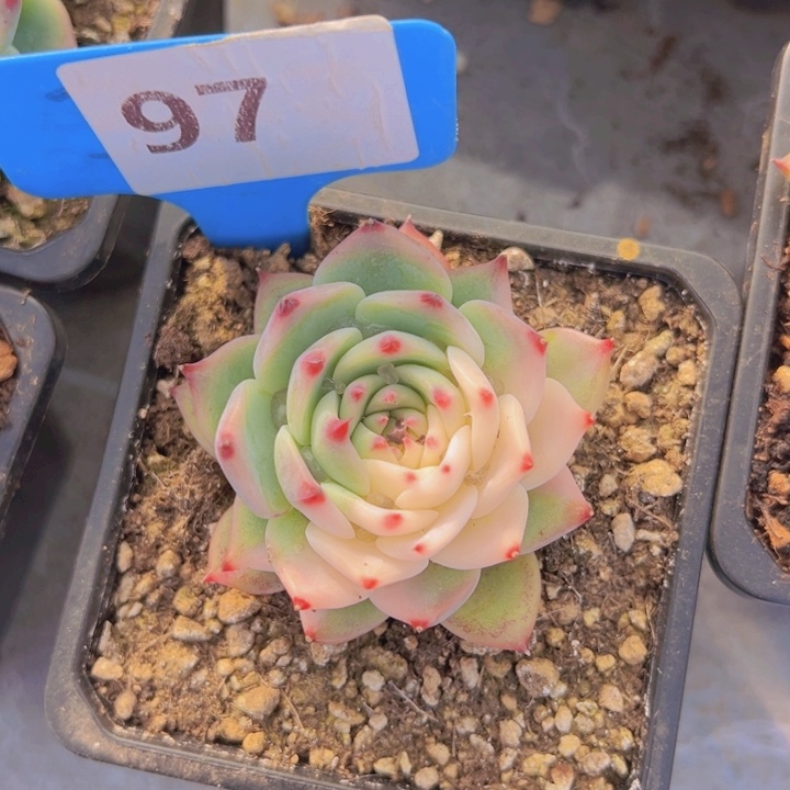 健健康康平平安安