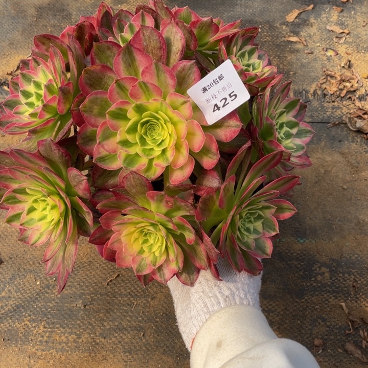 425海王法师多肉断枝不售后