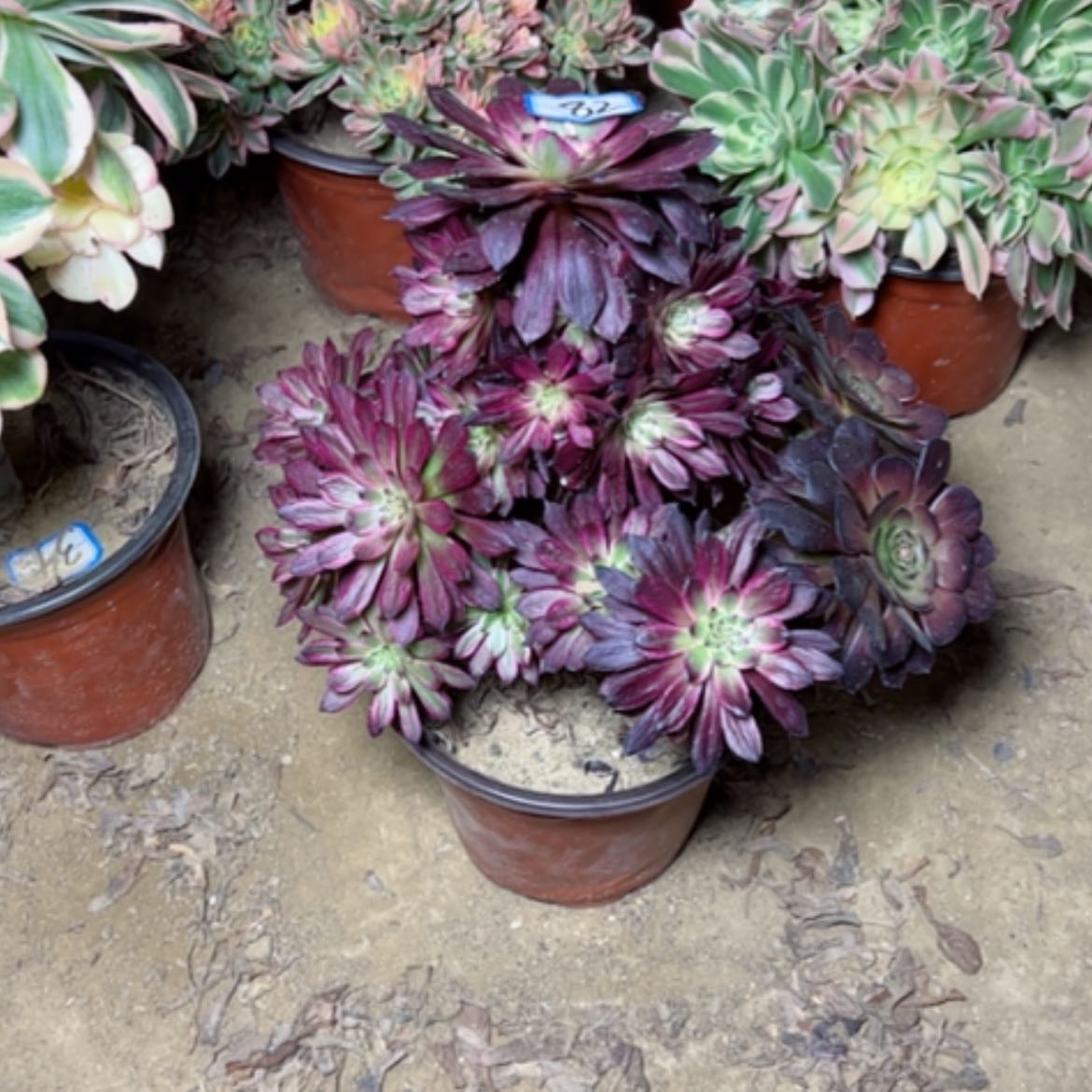 【闪购商品】多肉植物黑妖姬82