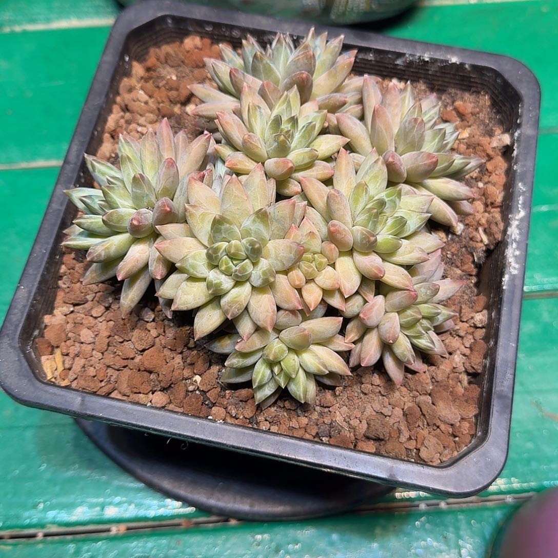 多肉植物一物一拍