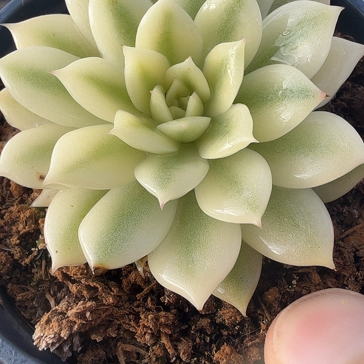海蓝锦多肉锦植物