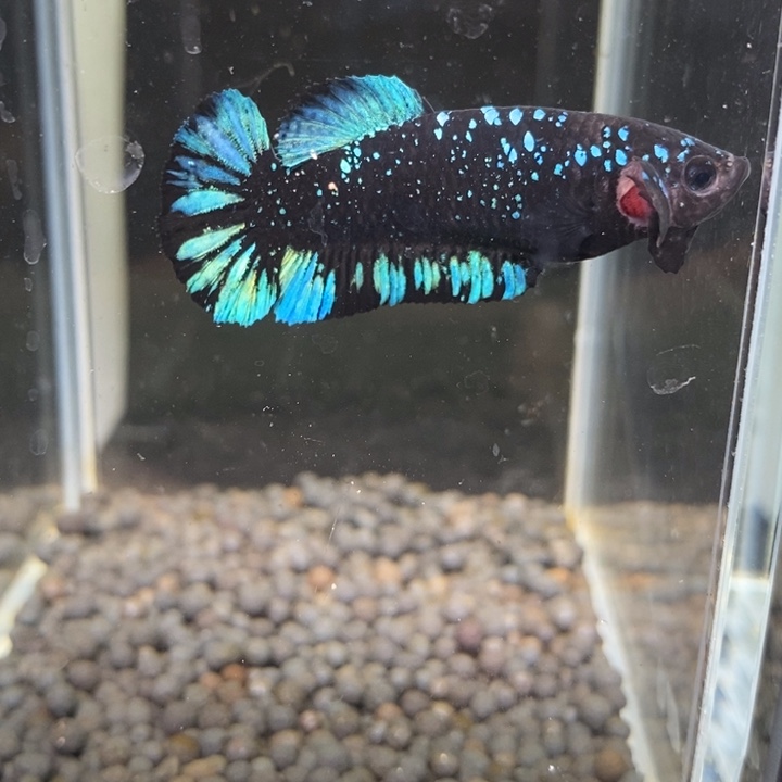 斗鱼泰国斗鱼234号