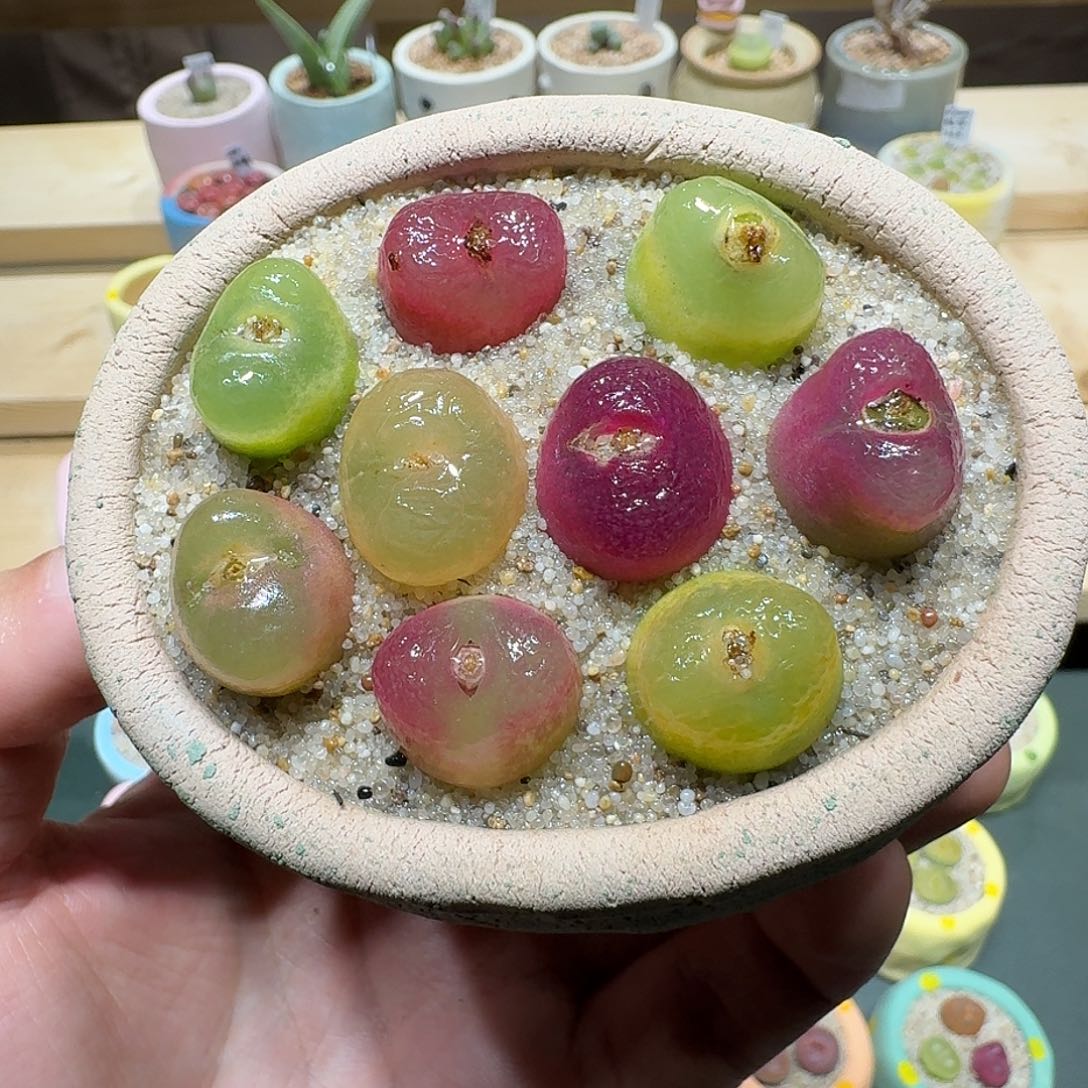 红陶蘑菇244毛汉尼