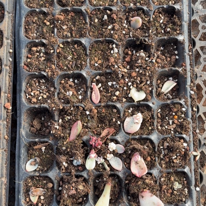 一筐价格一物一拍好看111