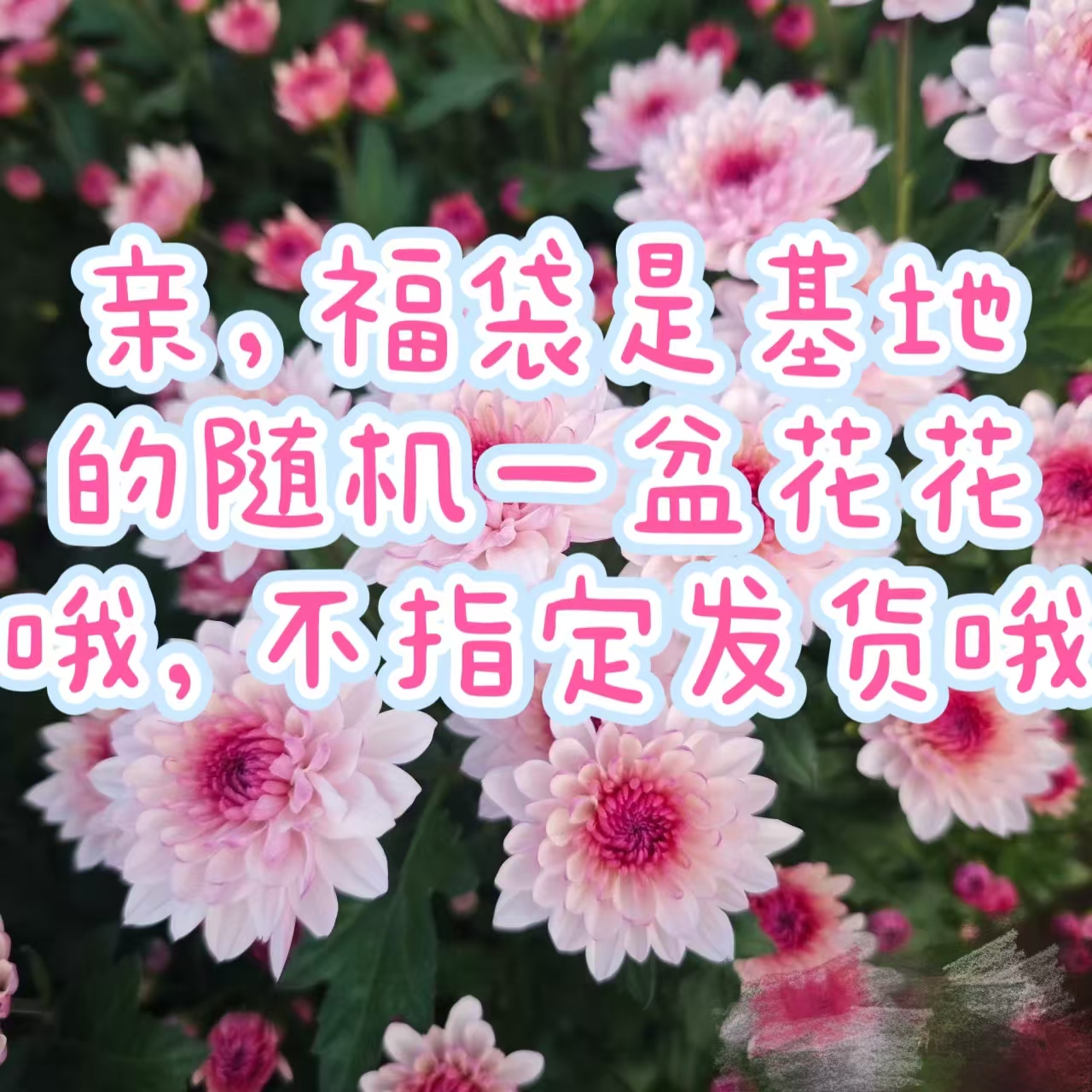 【基地花花随机一盆】