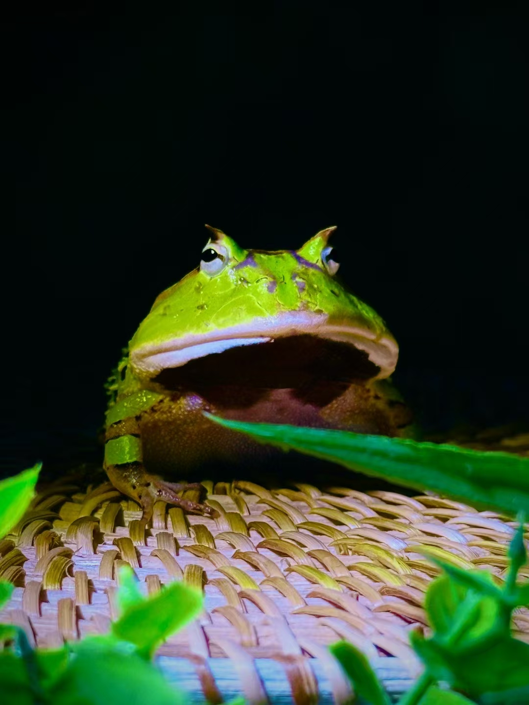 宠物两栖角蛙差价