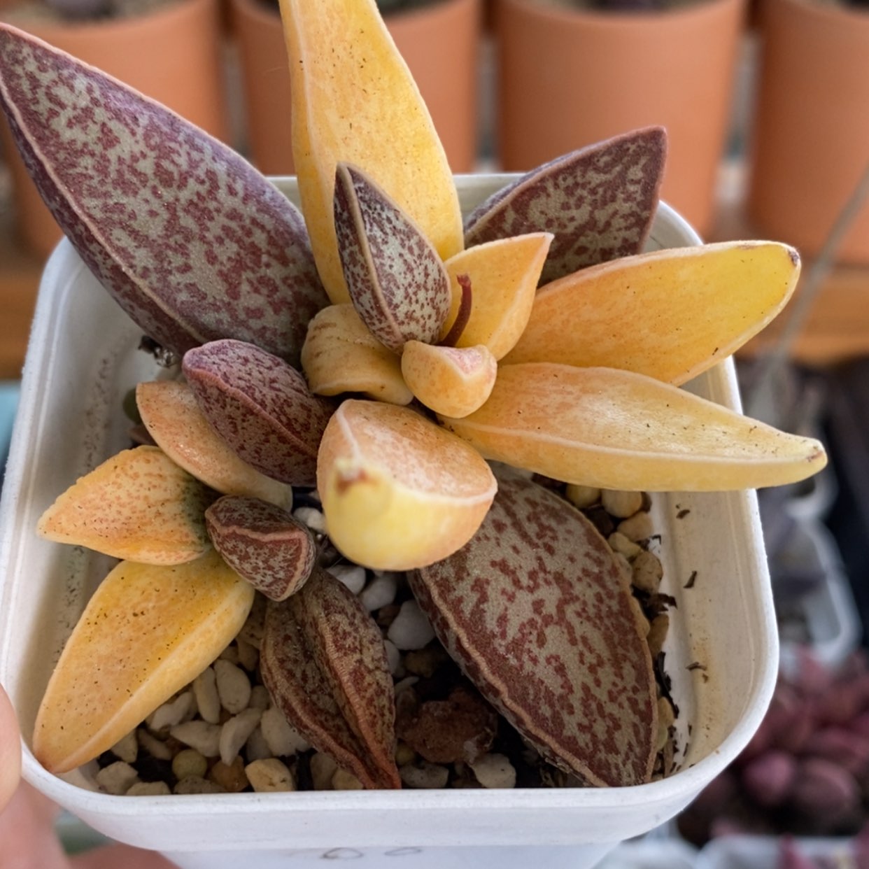 【闪购商品】无花朵红太平季节锦