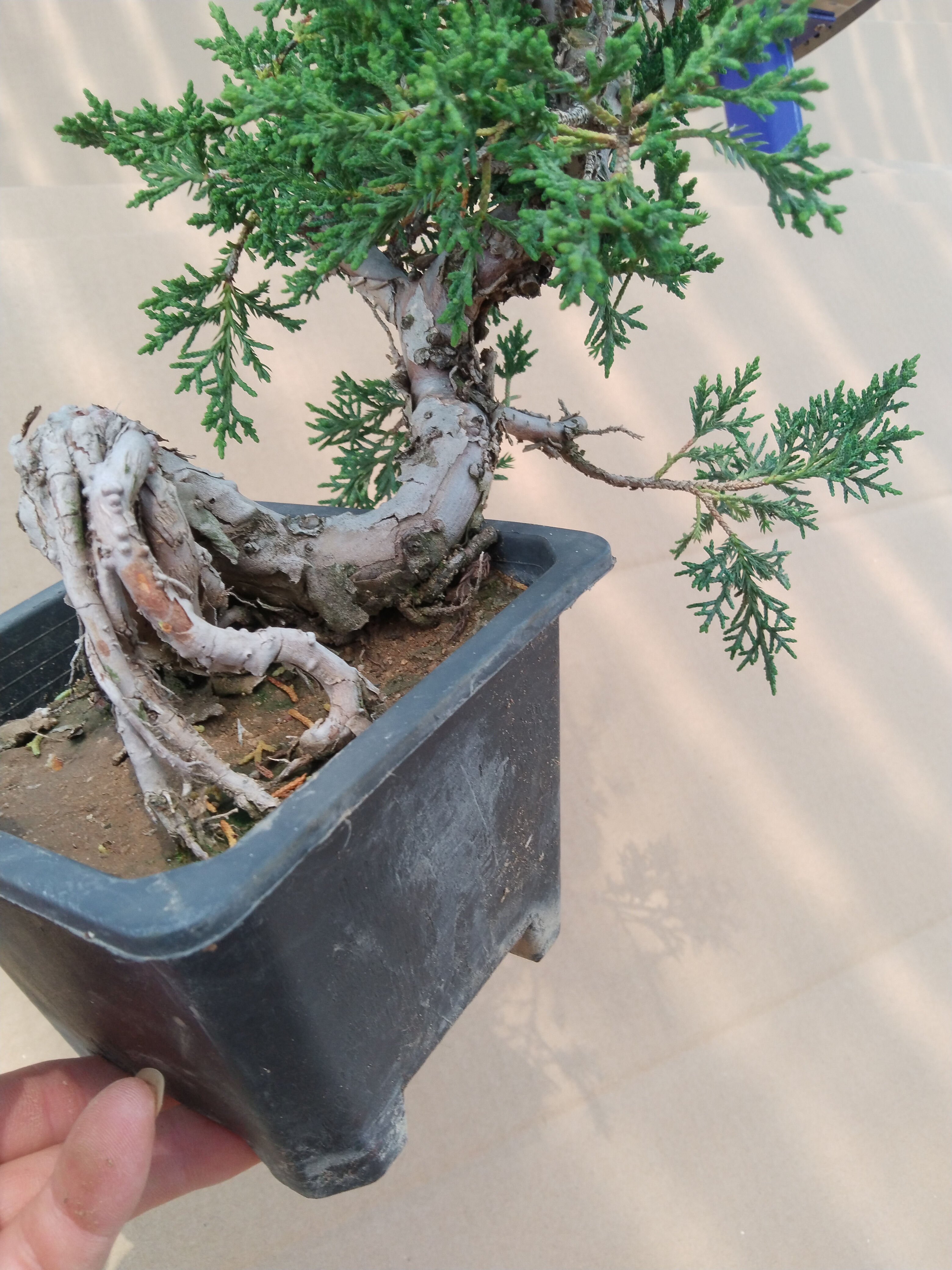 盆景素材   一物一拍