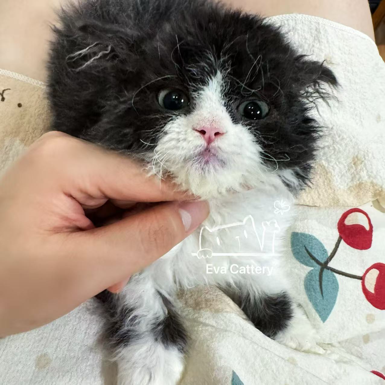 精品宠物猫黑白赛尔凯克卷毛弟弟