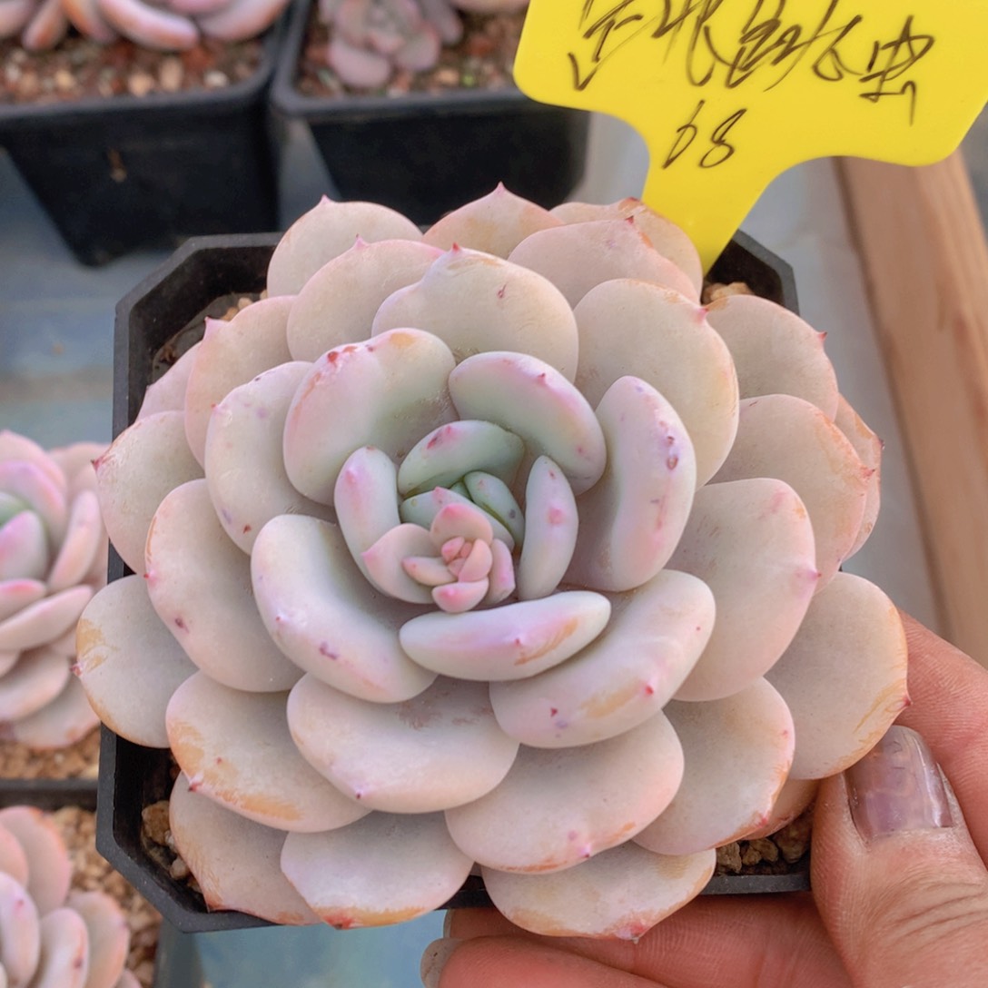 我家的小姐姐们都是我的小可爱们