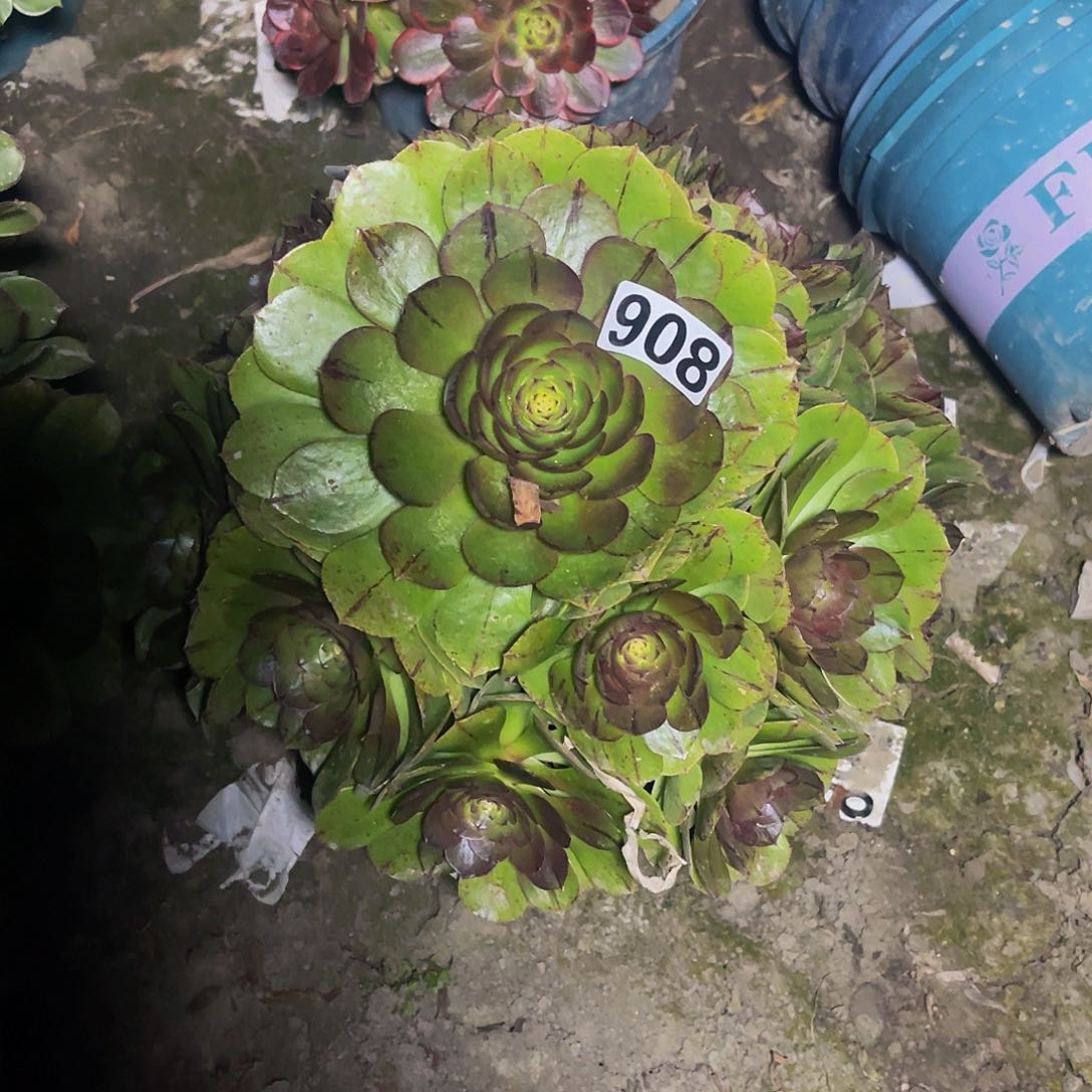 法师法师13–39包邮法师