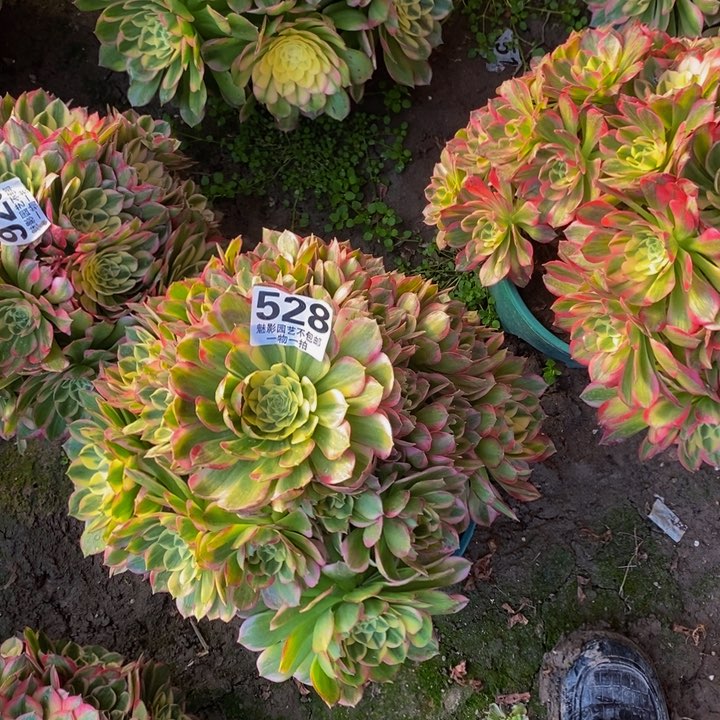 花花海王27-14花花。