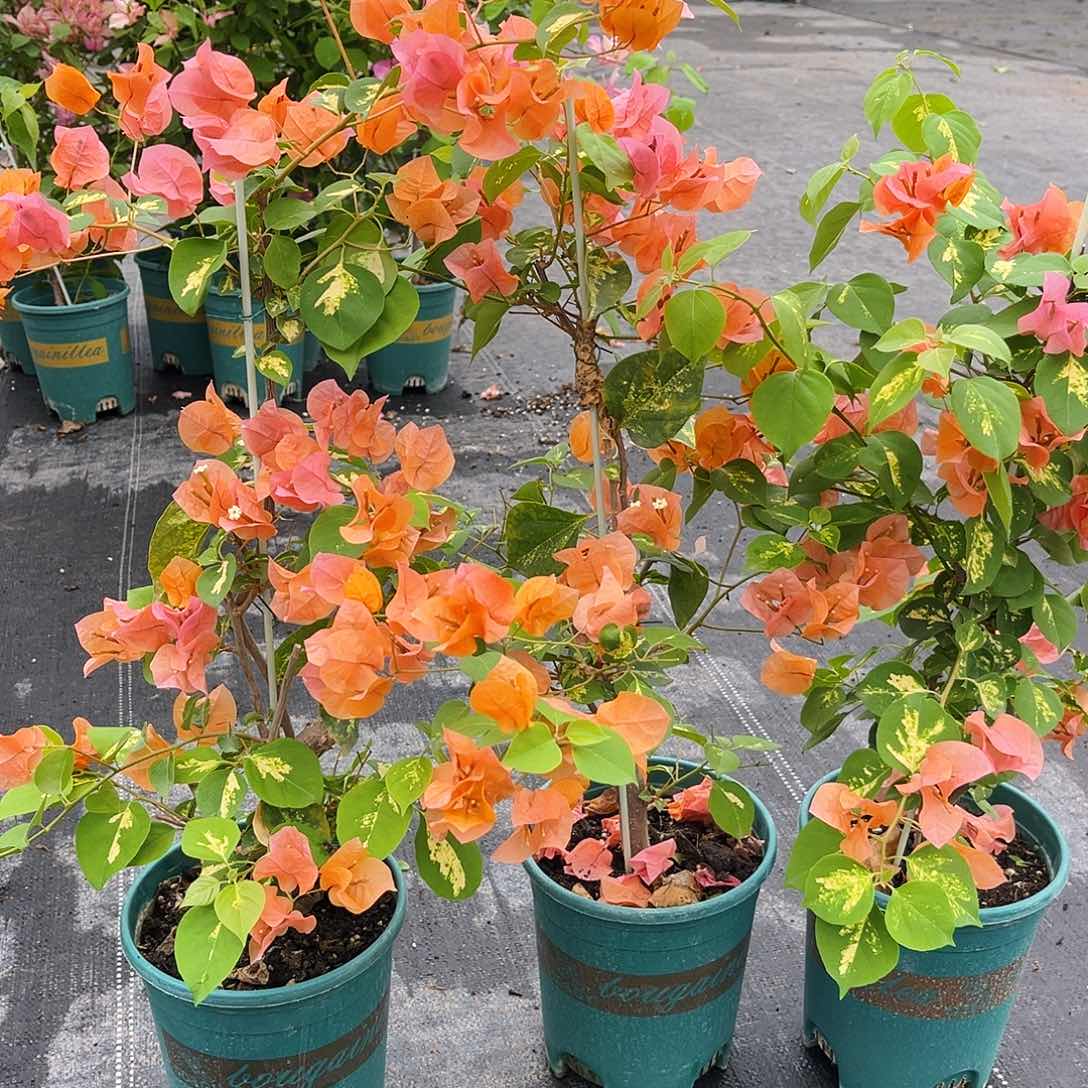 当前无花栽培后可以开花龙舌橙一颗