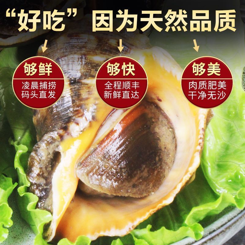 【冬日特惠】鲜活海螺23元一斤（清蒸）精品