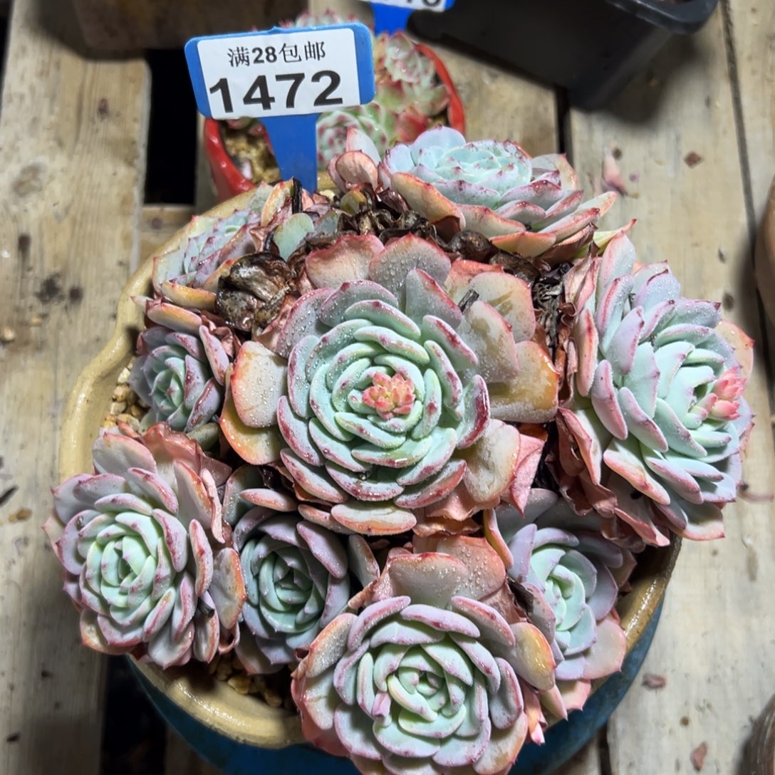 1472勃朗峰，冠服20