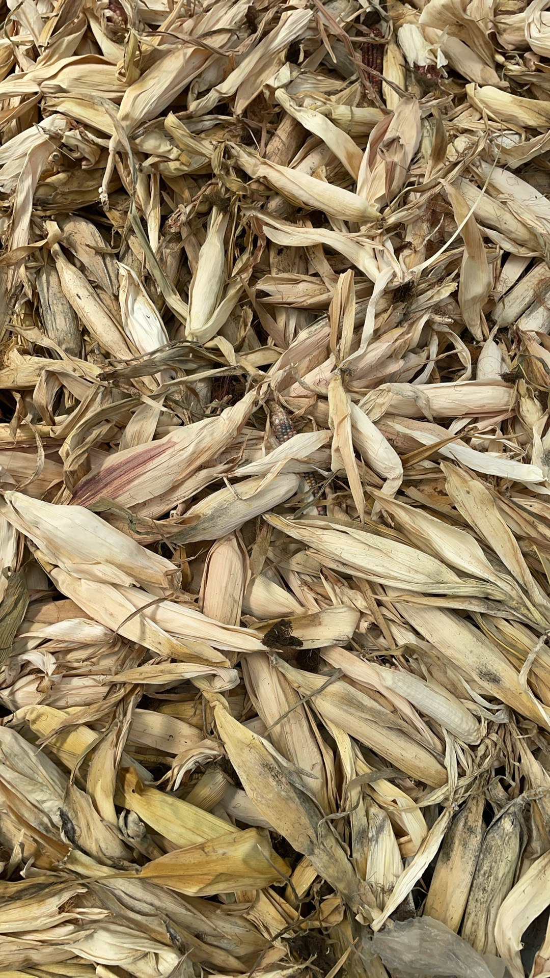 文玩玉米黄皮干料盒子