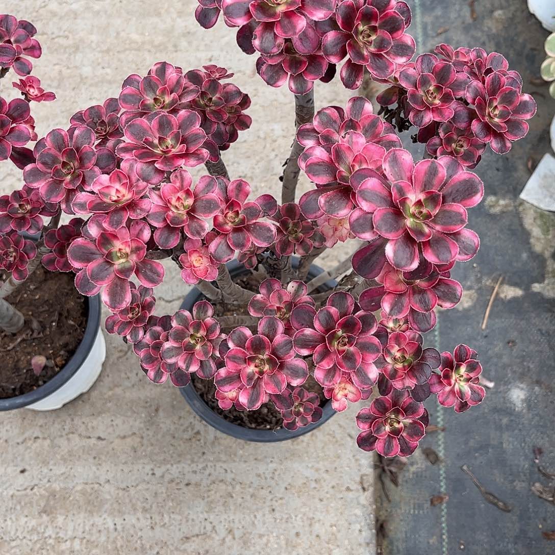 法师多肉植物漂亮漂亮