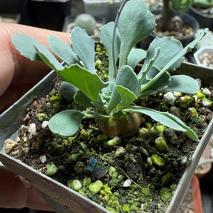 333格加厚敦菊带盆发货