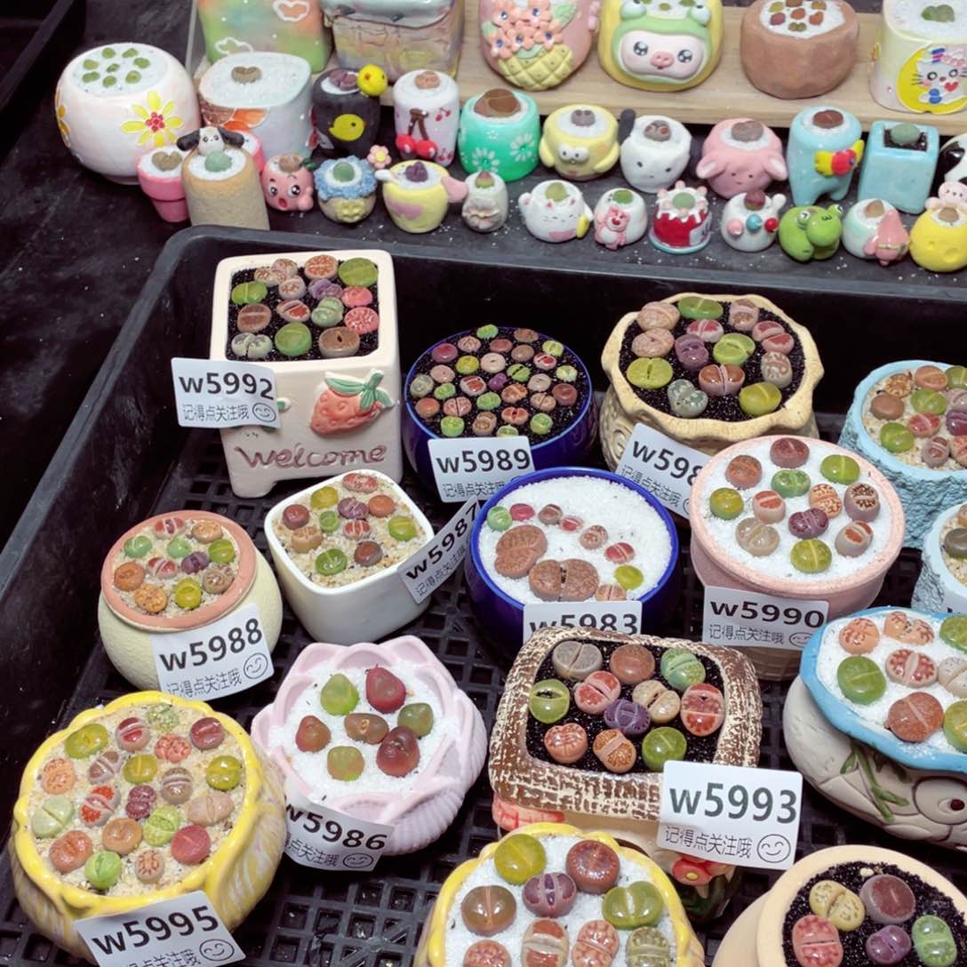 w5996 带盆土发货 -零下地区拍保温箱