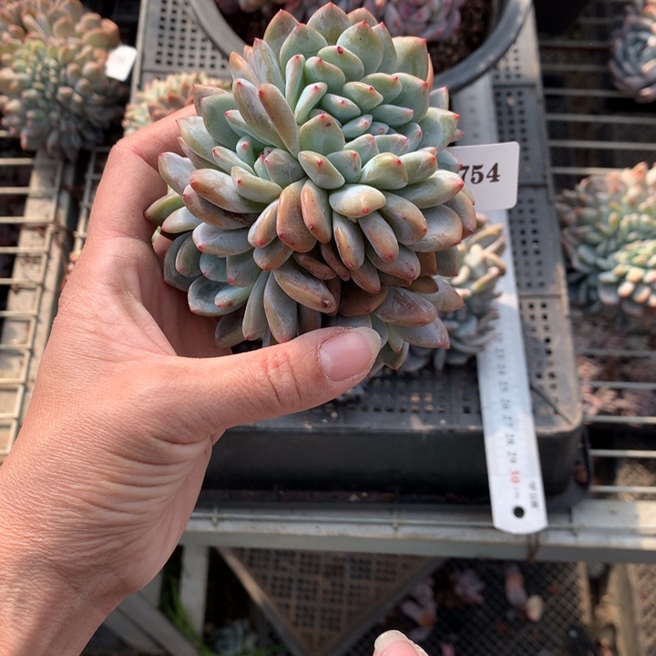 12754缀嗯嗯嗯嗯嗯嗯好喜欢