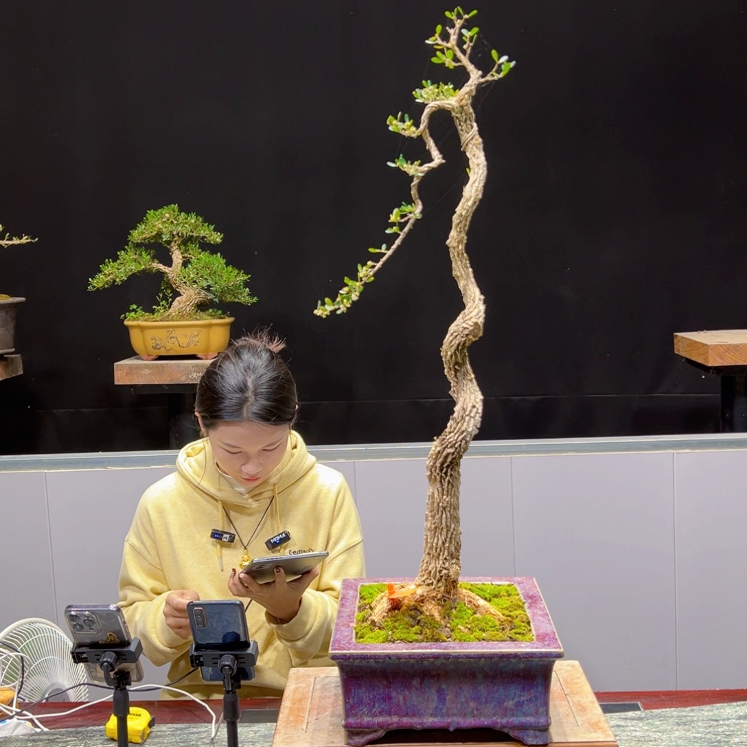 黄杨盆景老桩四季长青