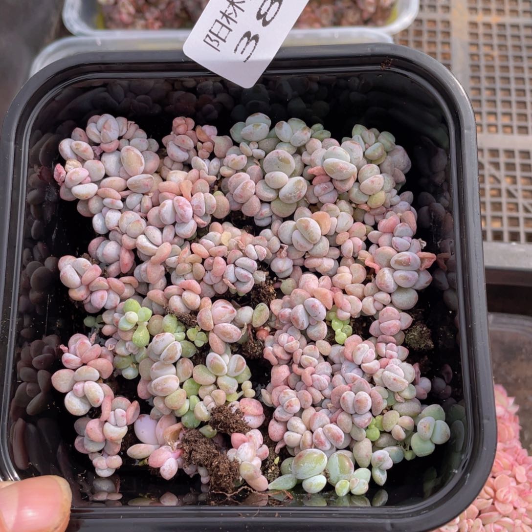 多肉植物多肉植物384