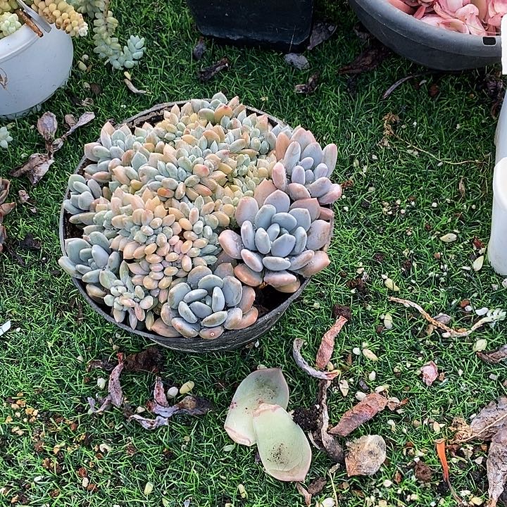 胖美人缀化包邮群福利