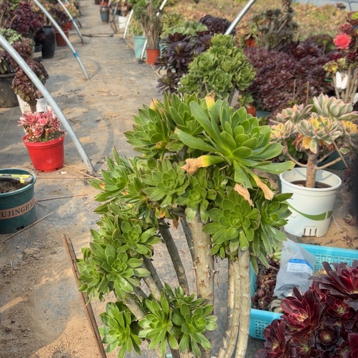 原始绿多肉砍过朵朵33