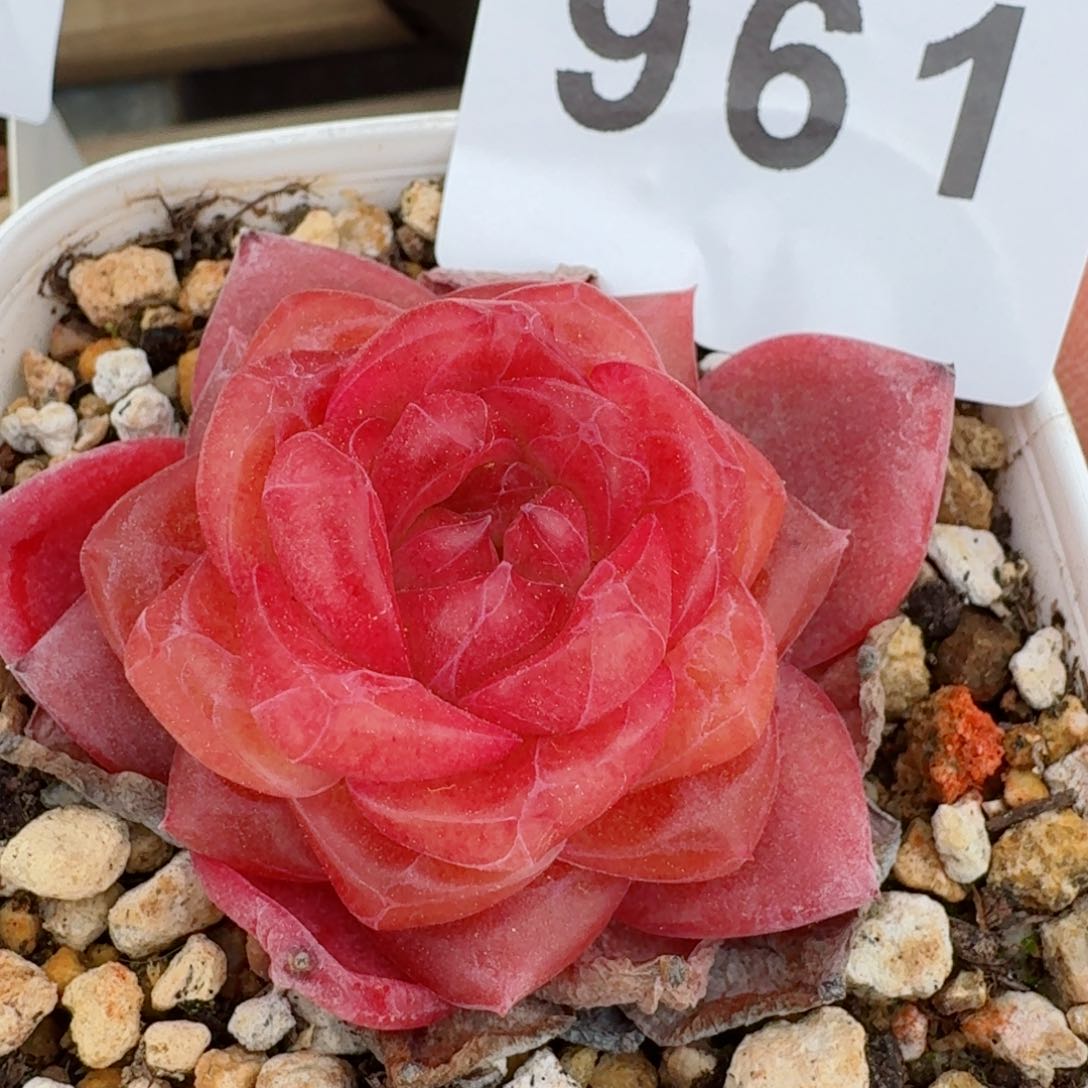 琥珀         精品多肉