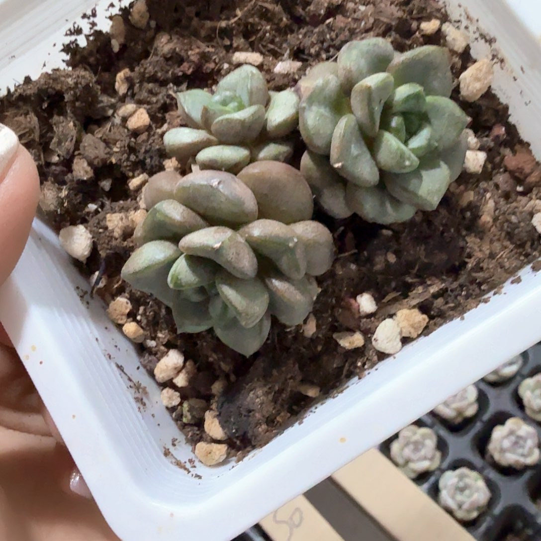 葡萄 大盆多肉植物