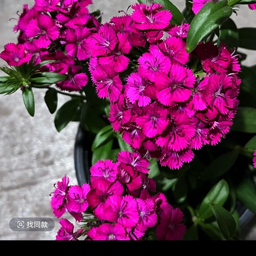 霹雳石竹四季开花盆栽庭院绿化耐寒耐旱多年生常绿欧石竹蜜桃派