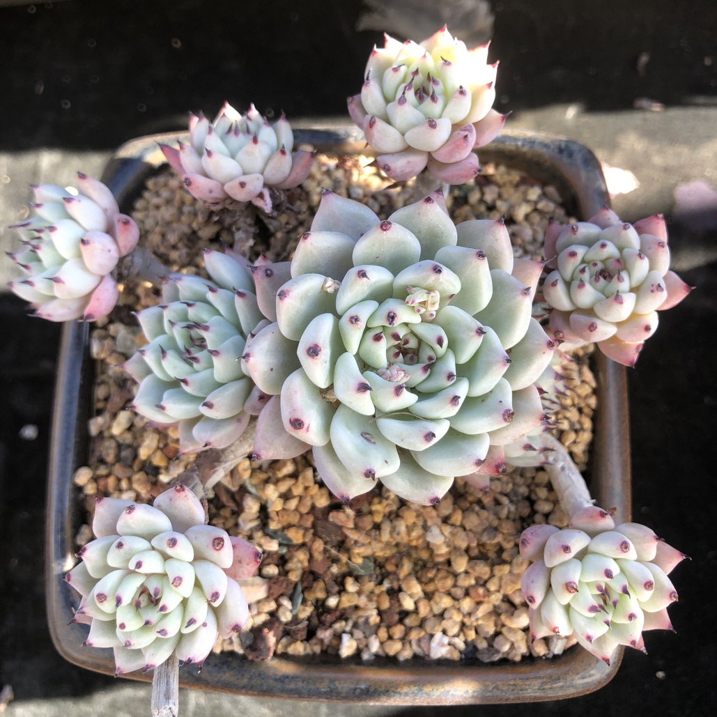 绿爪整装无砍老桩