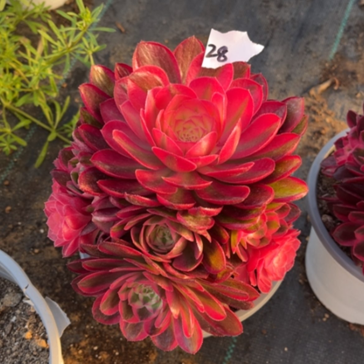 【闪购商品】28荔枝多肉法师