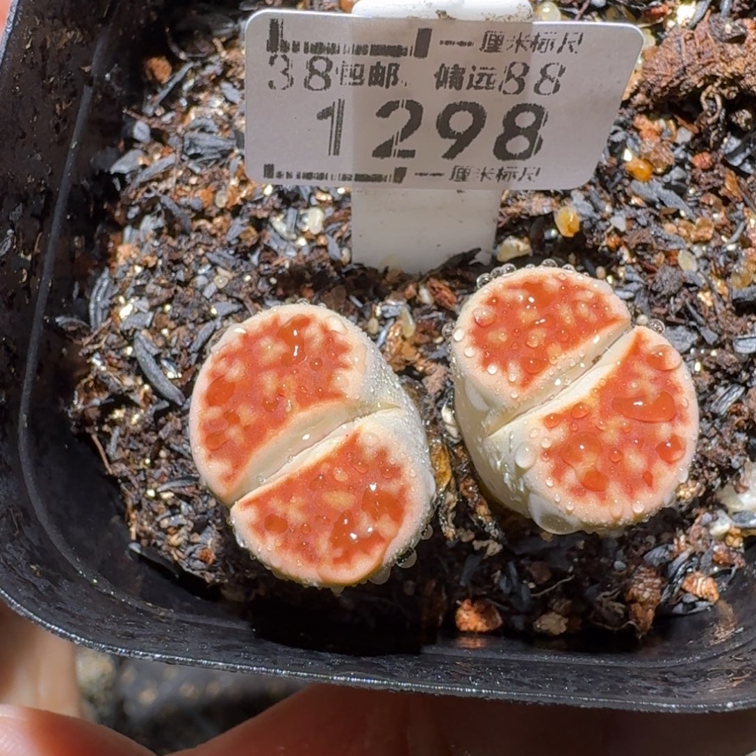 老板亏本清货了1298