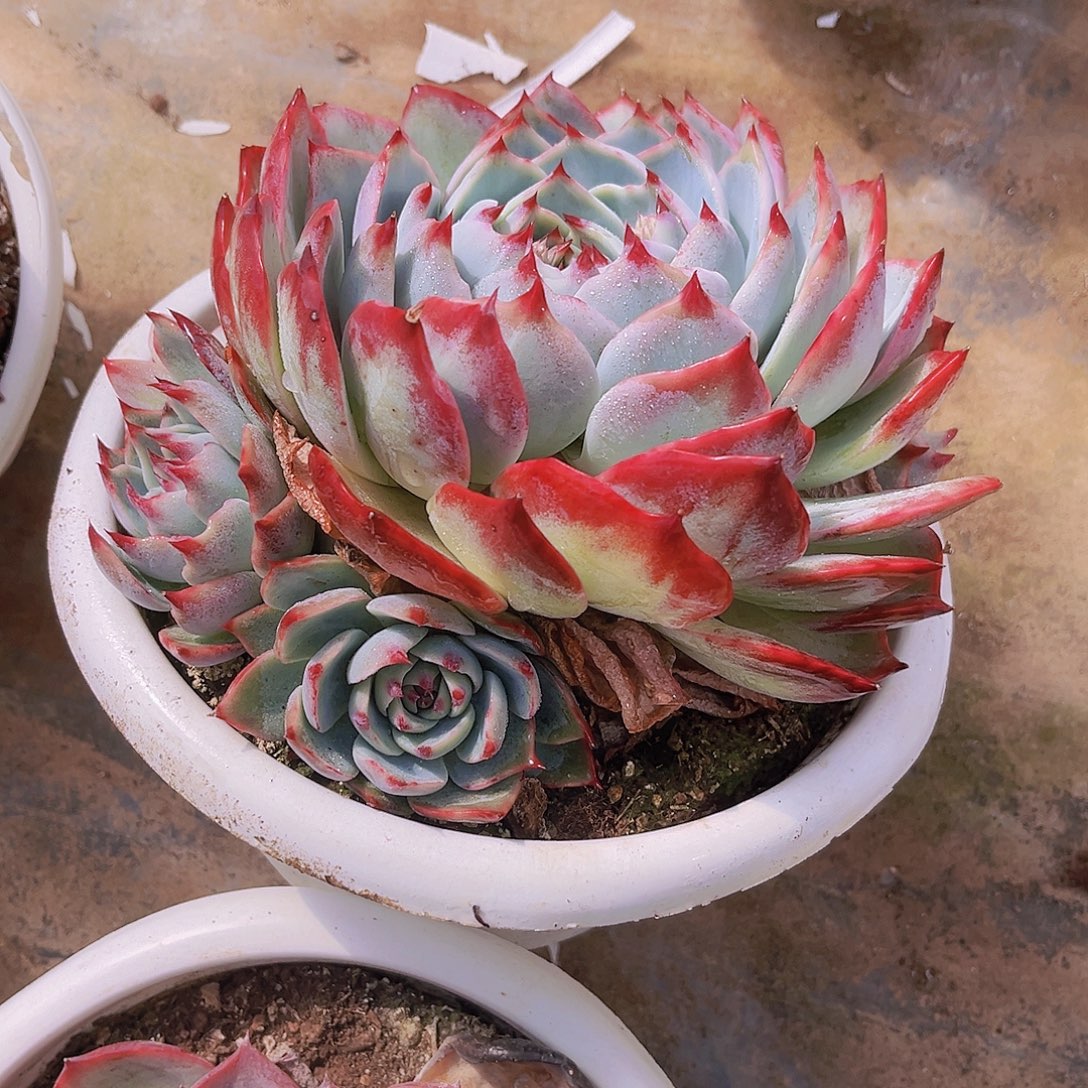 20公分惊鸿娃娃999