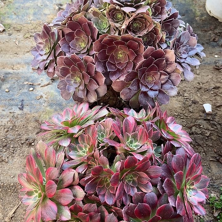 荷兰玫瑰安娜810多肉不包断