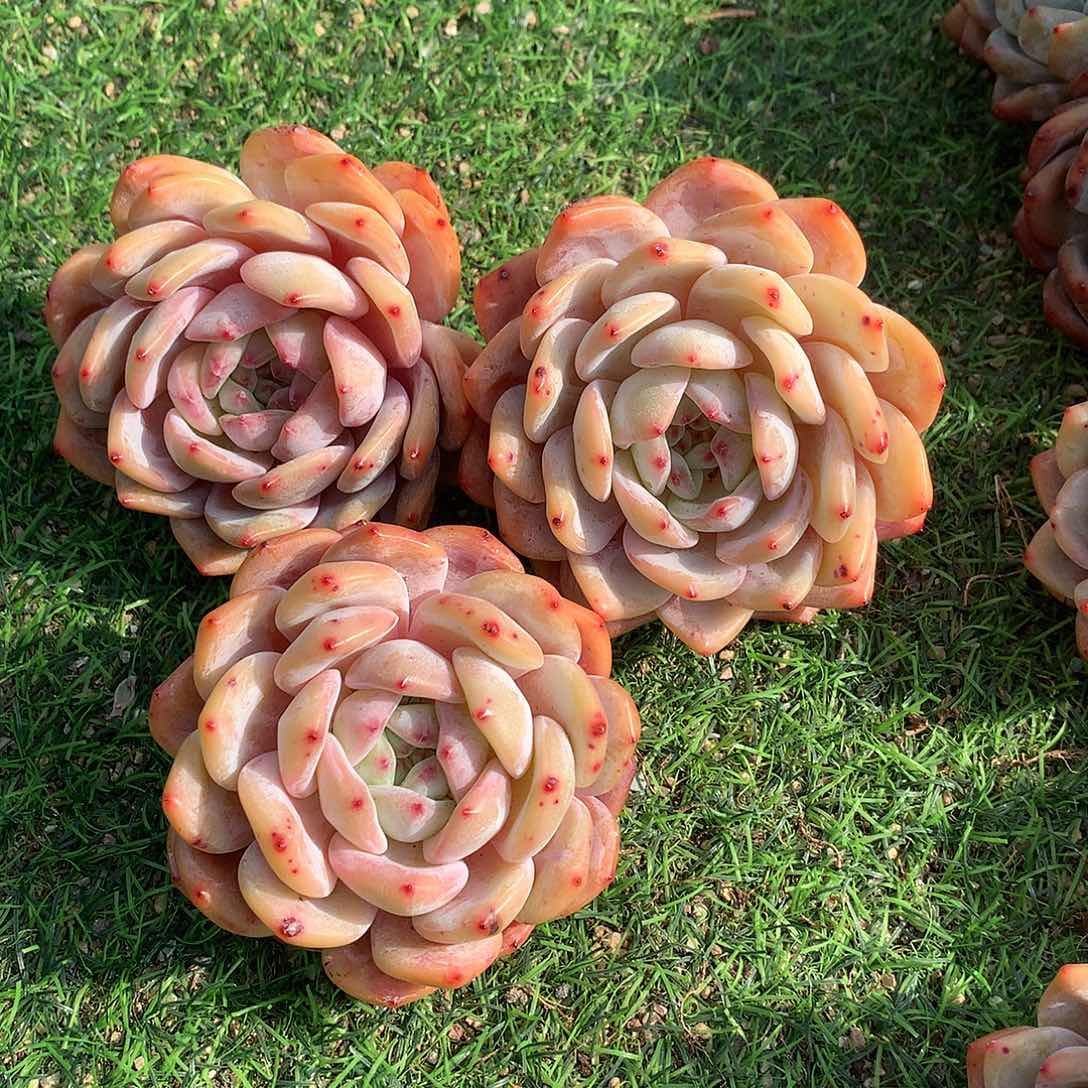 一物一拍、精控橙梦露3颗