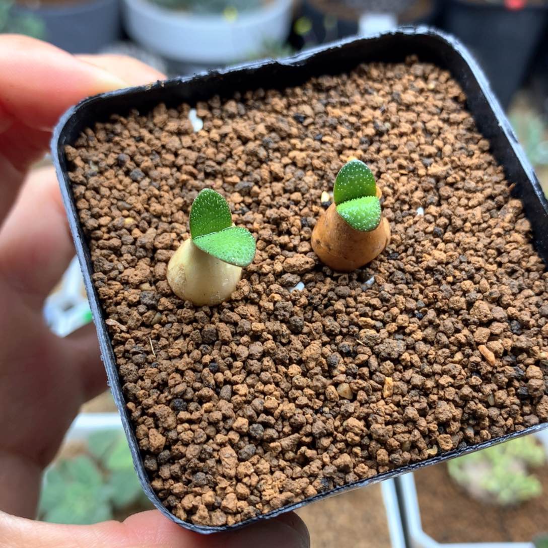 钢锉灯台百合脱土多肉2颗