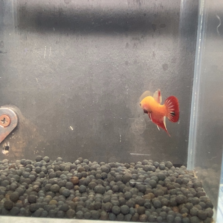 斗鱼泰国斗鱼322号