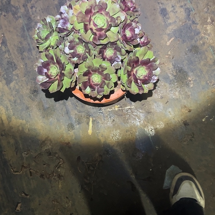 不包侧枝一物一拍6