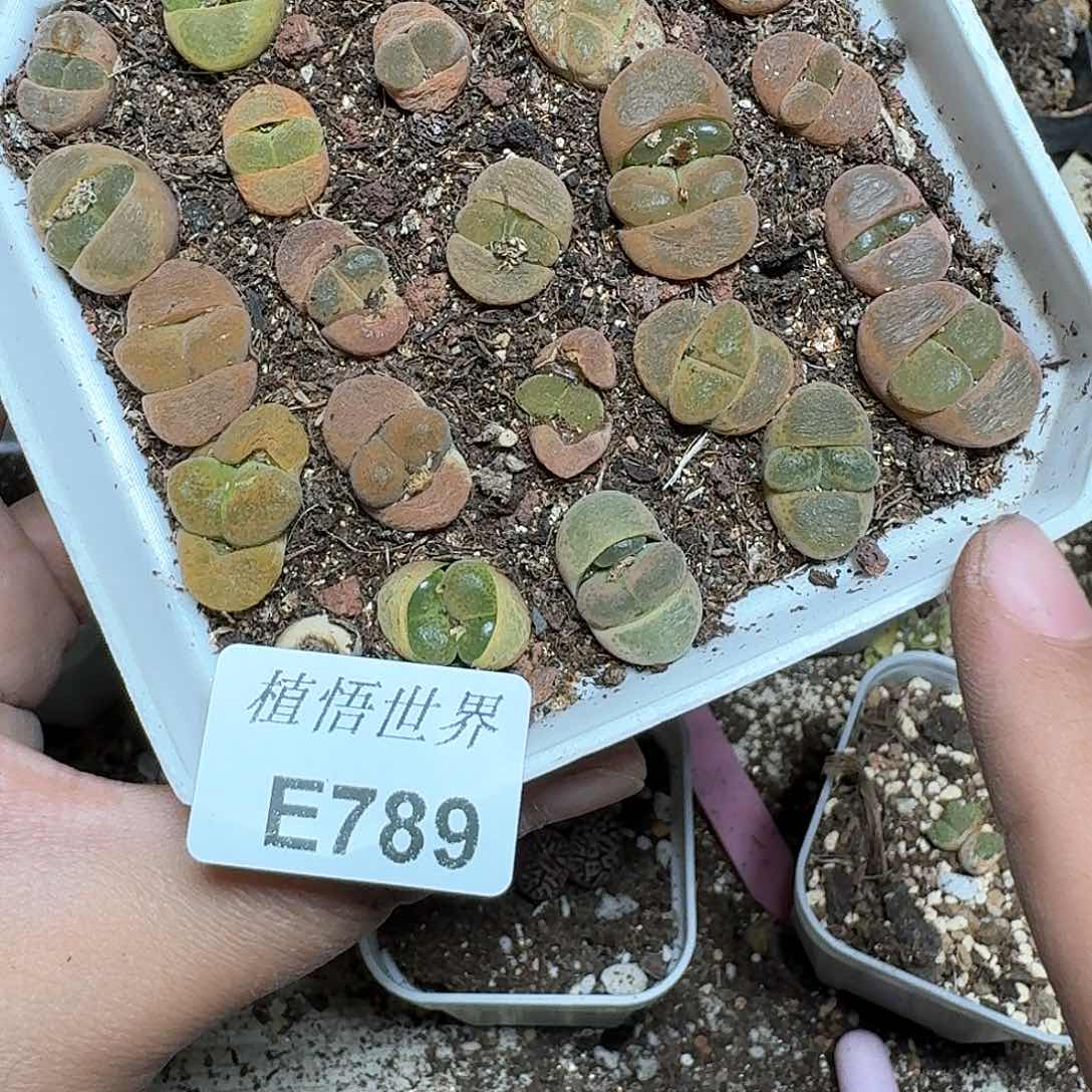 789号的植物哇d c