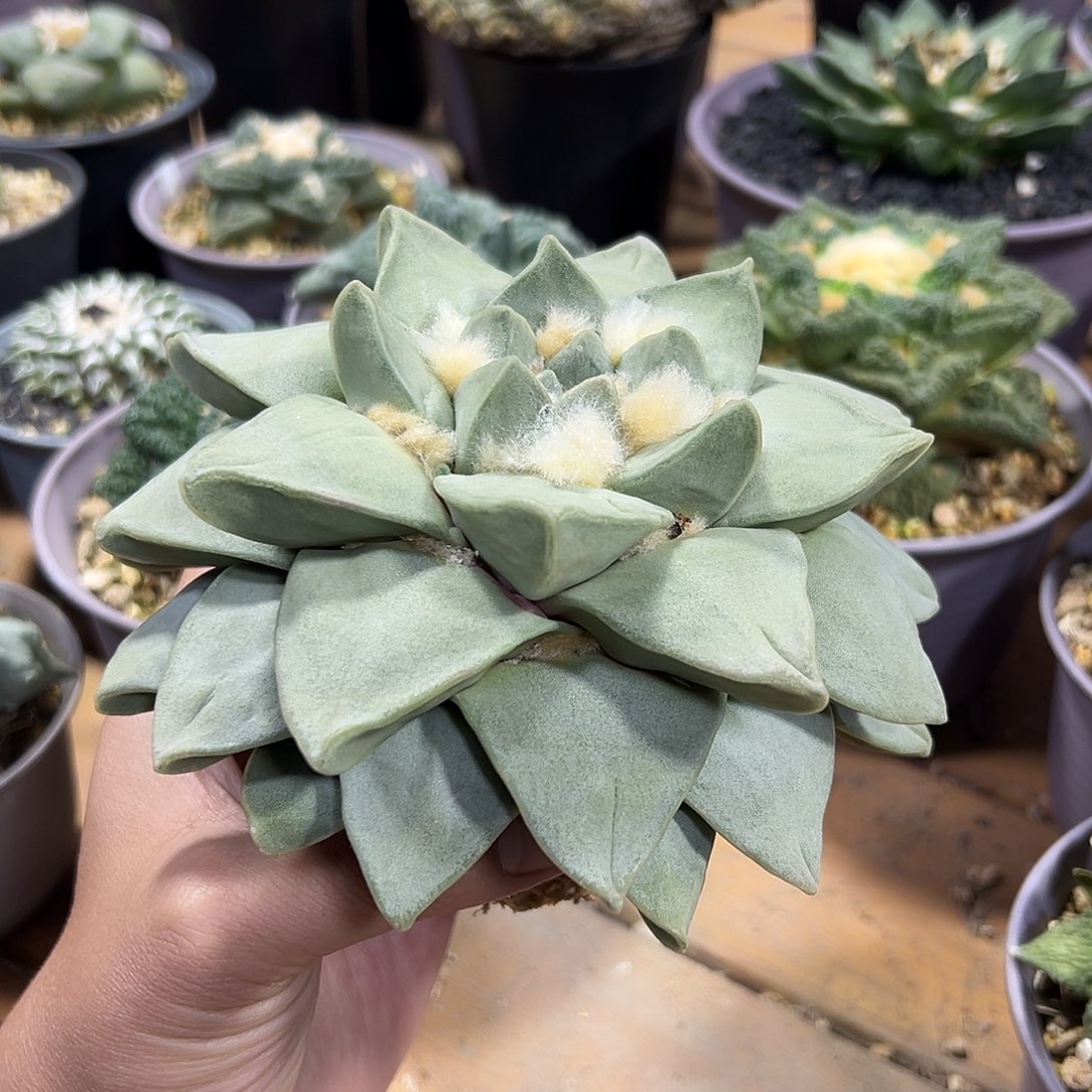 实生玉牡丹嘎嘎好