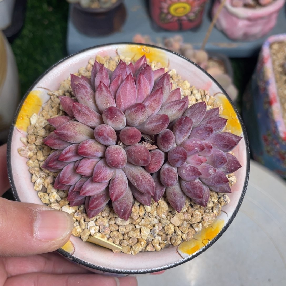 车厘子3头多肉植物