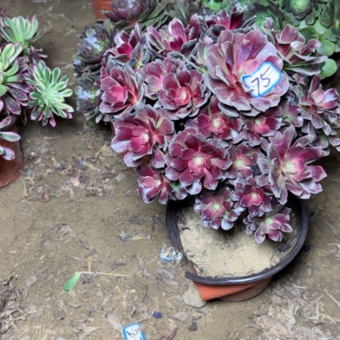 【闪购商品】多肉植物赤霞飞75