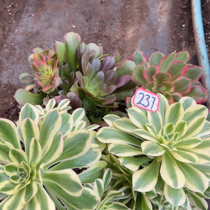 多肉植物237不售后