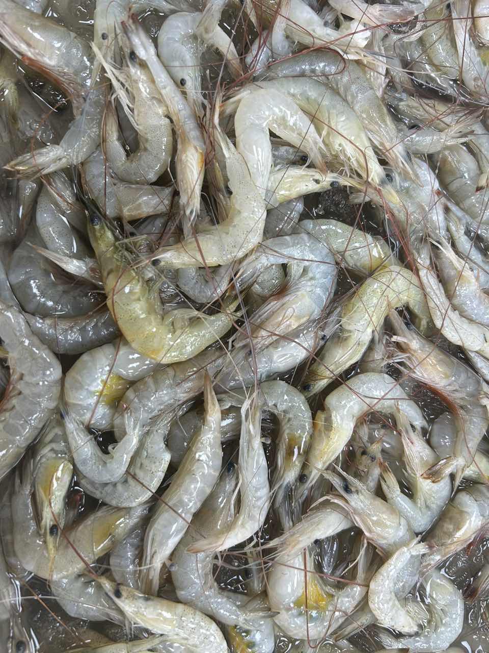 黄奇米  厦门海鲜配送 顺丰快递  现称  