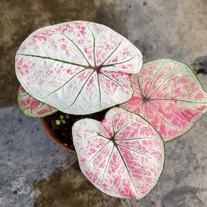 73-1227彩叶芋广东现货