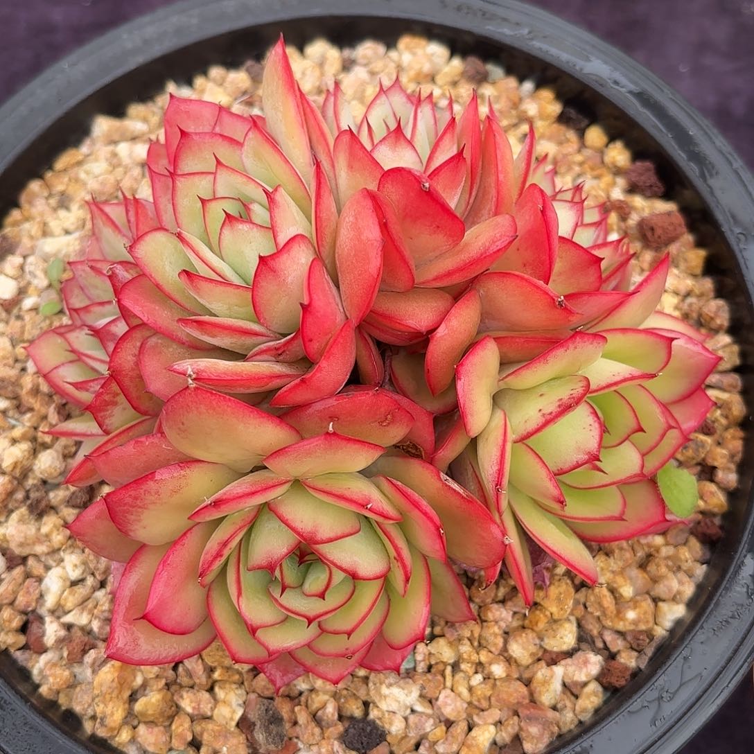 多肉植物脱土包邮